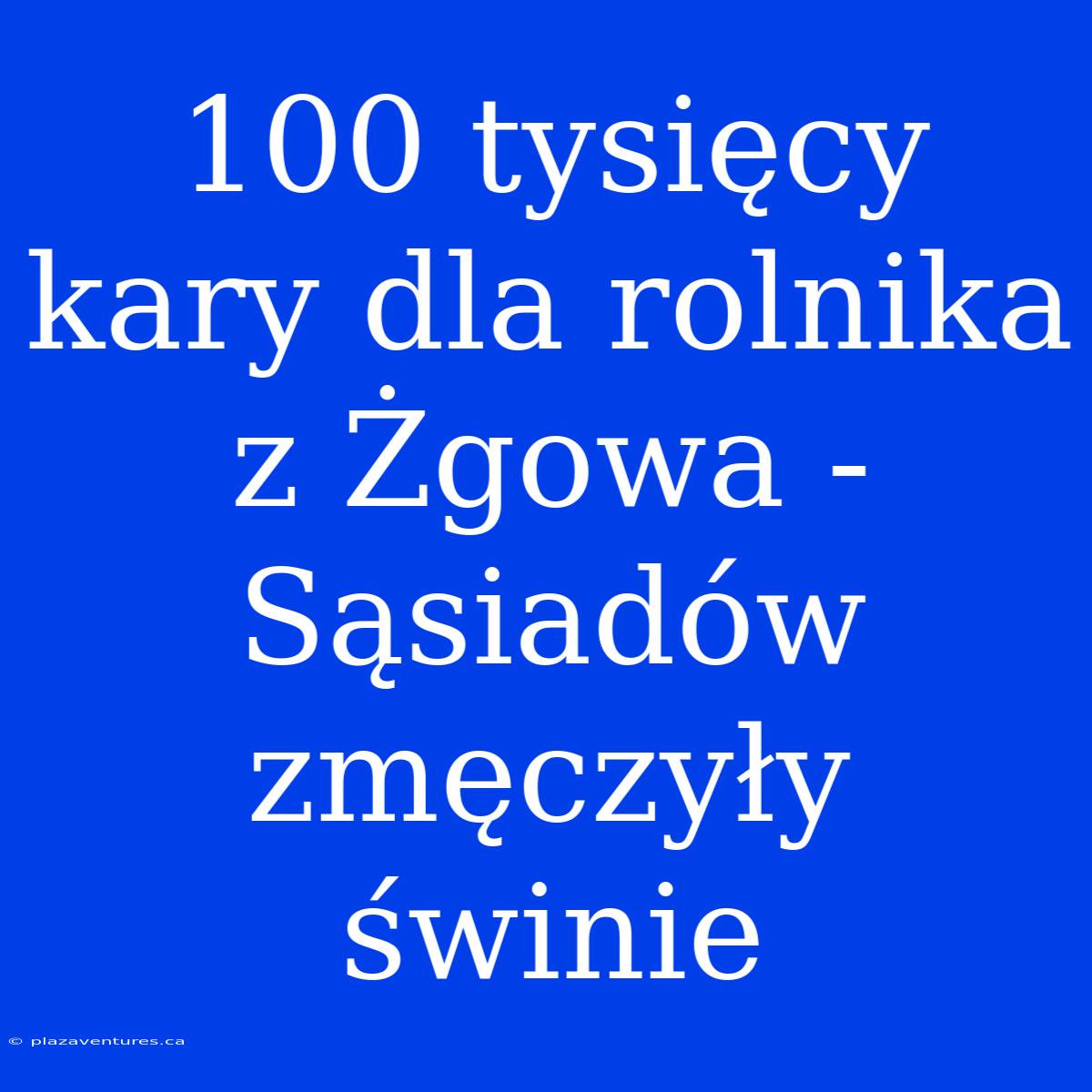 100 Tysięcy Kary Dla Rolnika Z Żgowa -  Sąsiadów Zmęczyły Świnie