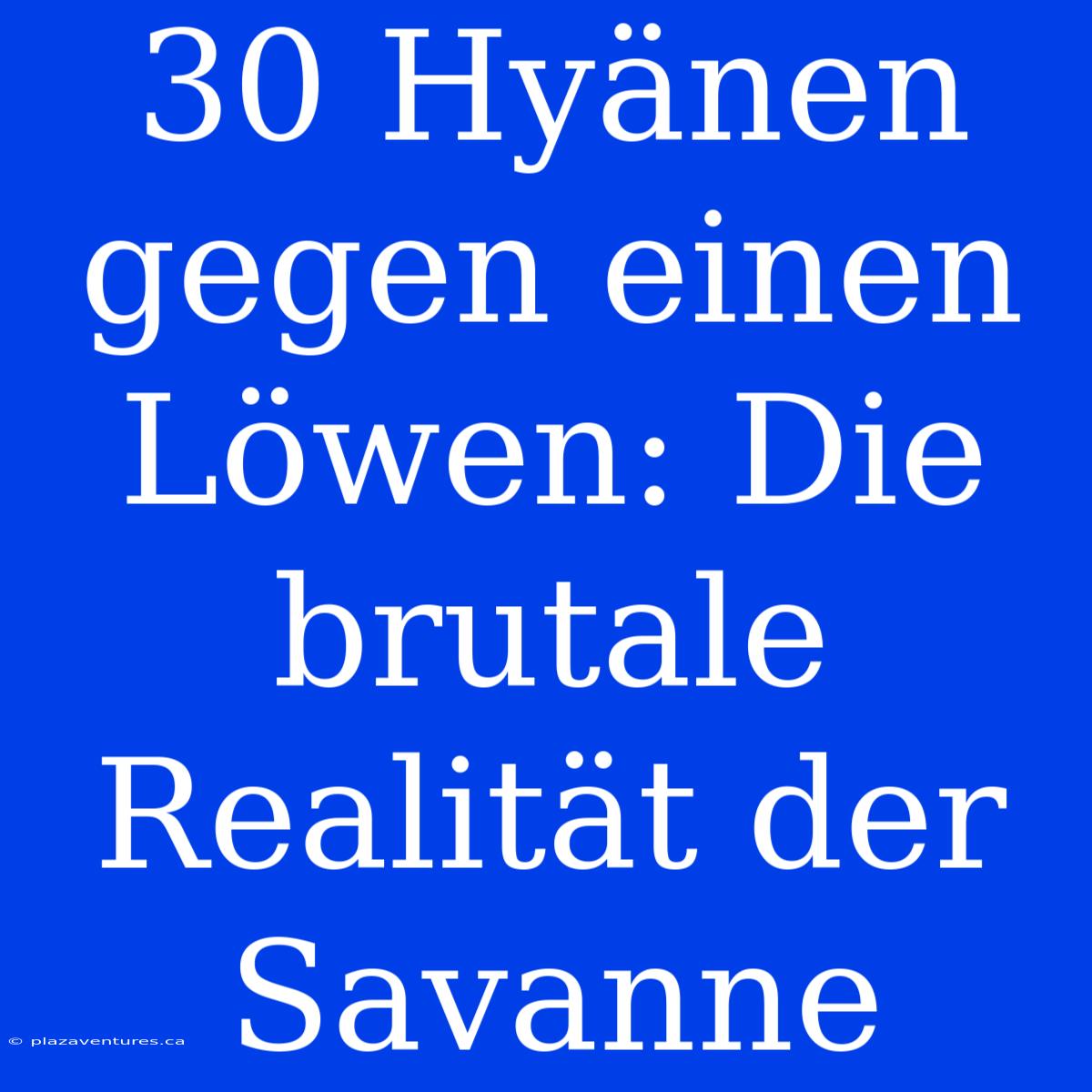 30 Hyänen Gegen Einen Löwen: Die Brutale Realität Der Savanne