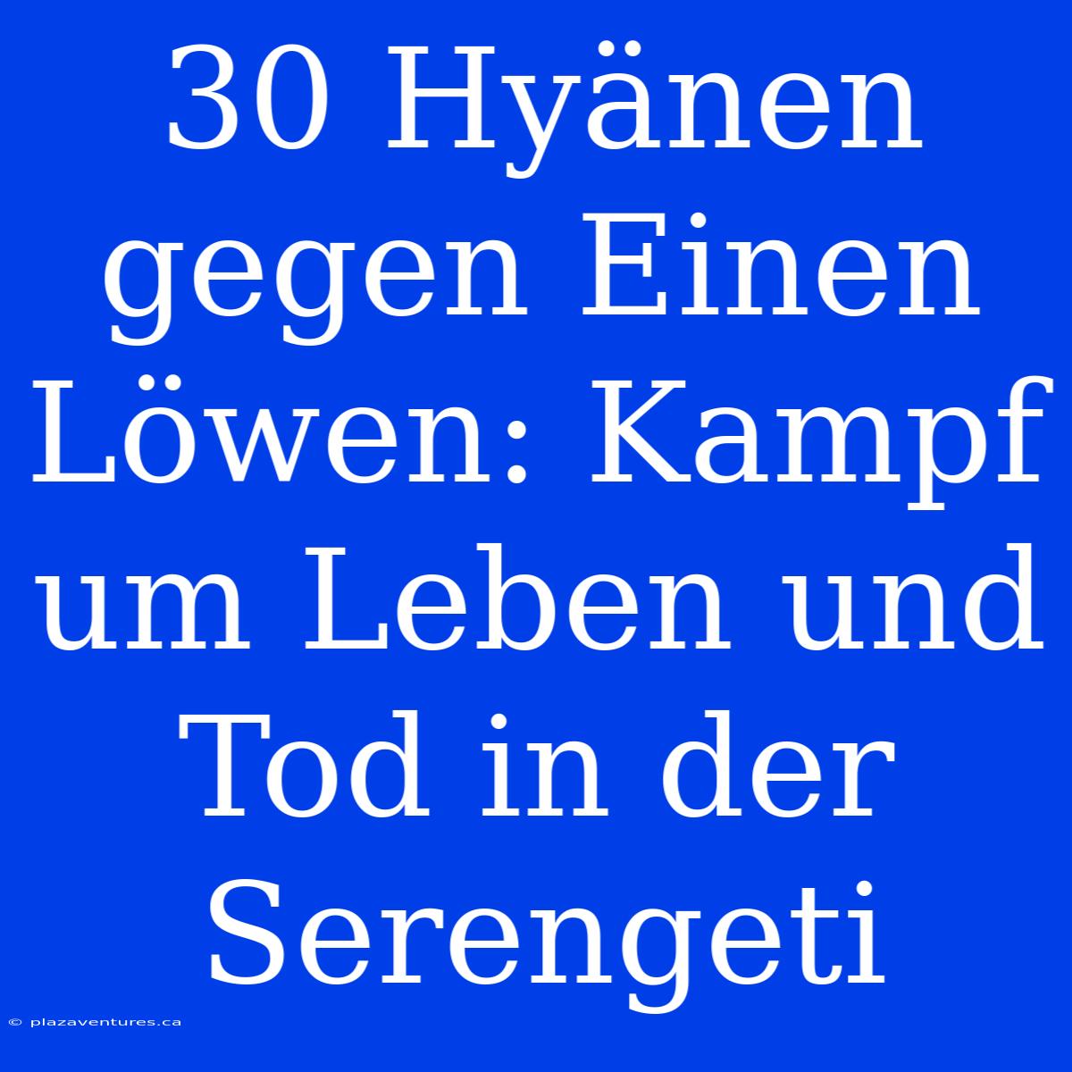 30 Hyänen Gegen Einen Löwen: Kampf Um Leben Und Tod In Der Serengeti