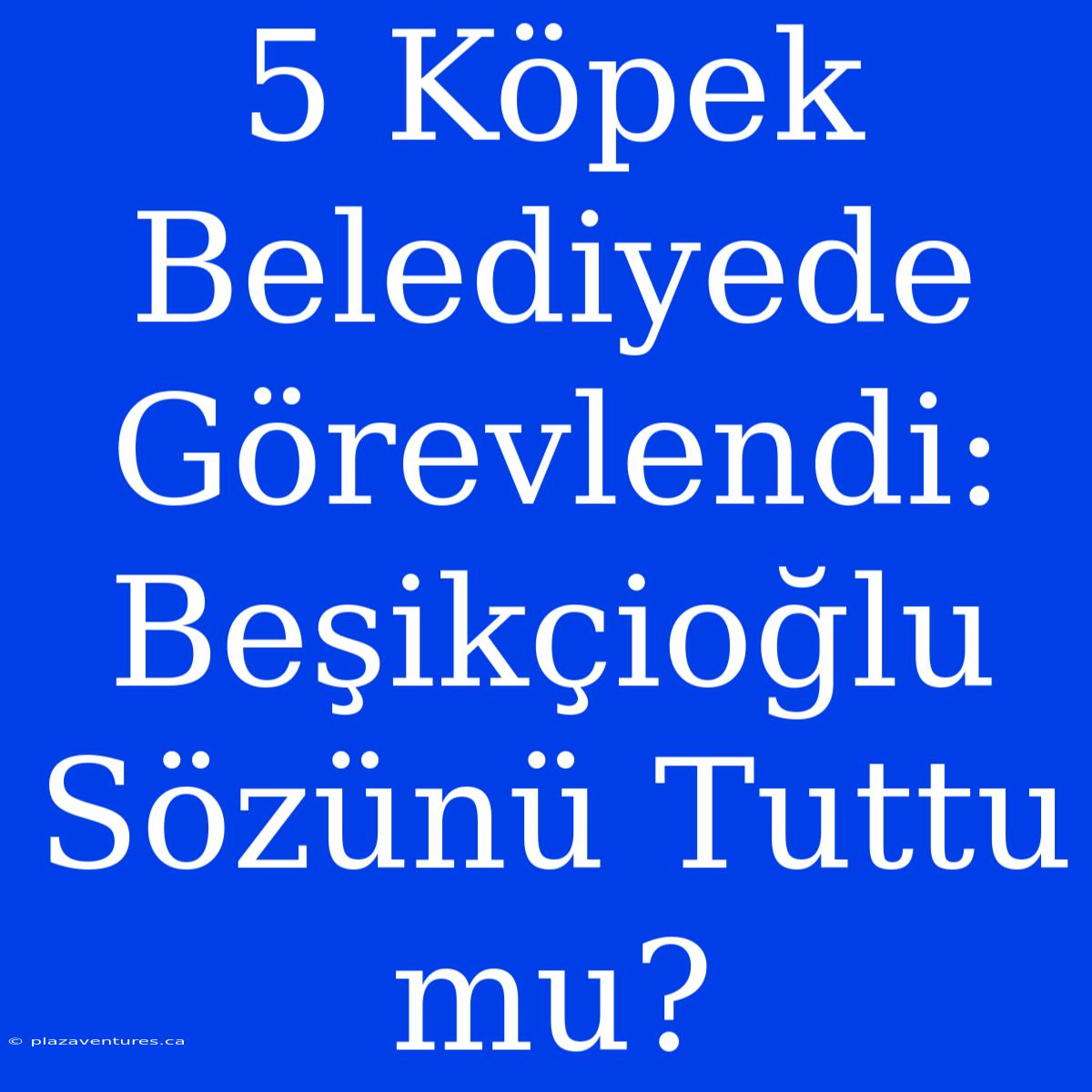 5 Köpek Belediyede Görevlendi: Beşikçioğlu Sözünü Tuttu Mu?