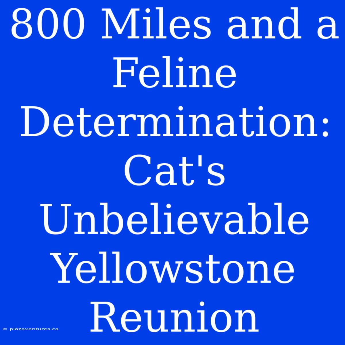 800 Miles And A Feline Determination: Cat's Unbelievable Yellowstone Reunion