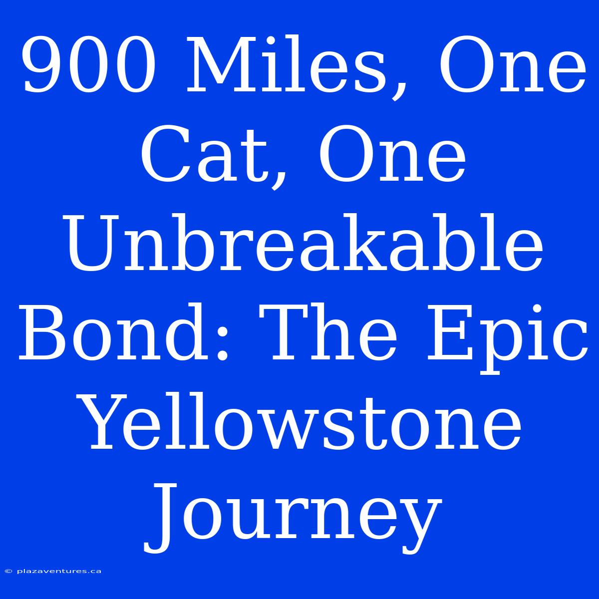 900 Miles, One Cat, One Unbreakable Bond: The Epic Yellowstone Journey