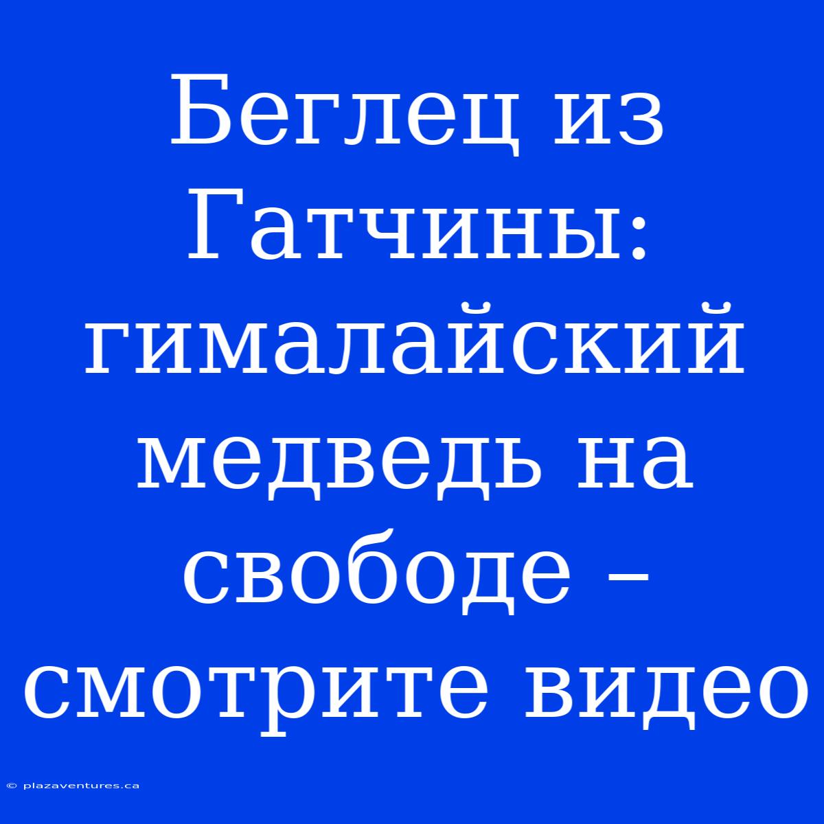 Беглец Из Гатчины: Гималайский Медведь На Свободе – Смотрите Видео