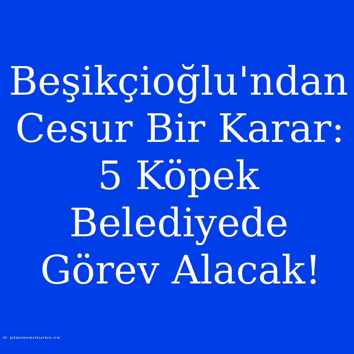 Beşikçioğlu'ndan Cesur Bir Karar: 5 Köpek Belediyede Görev Alacak!