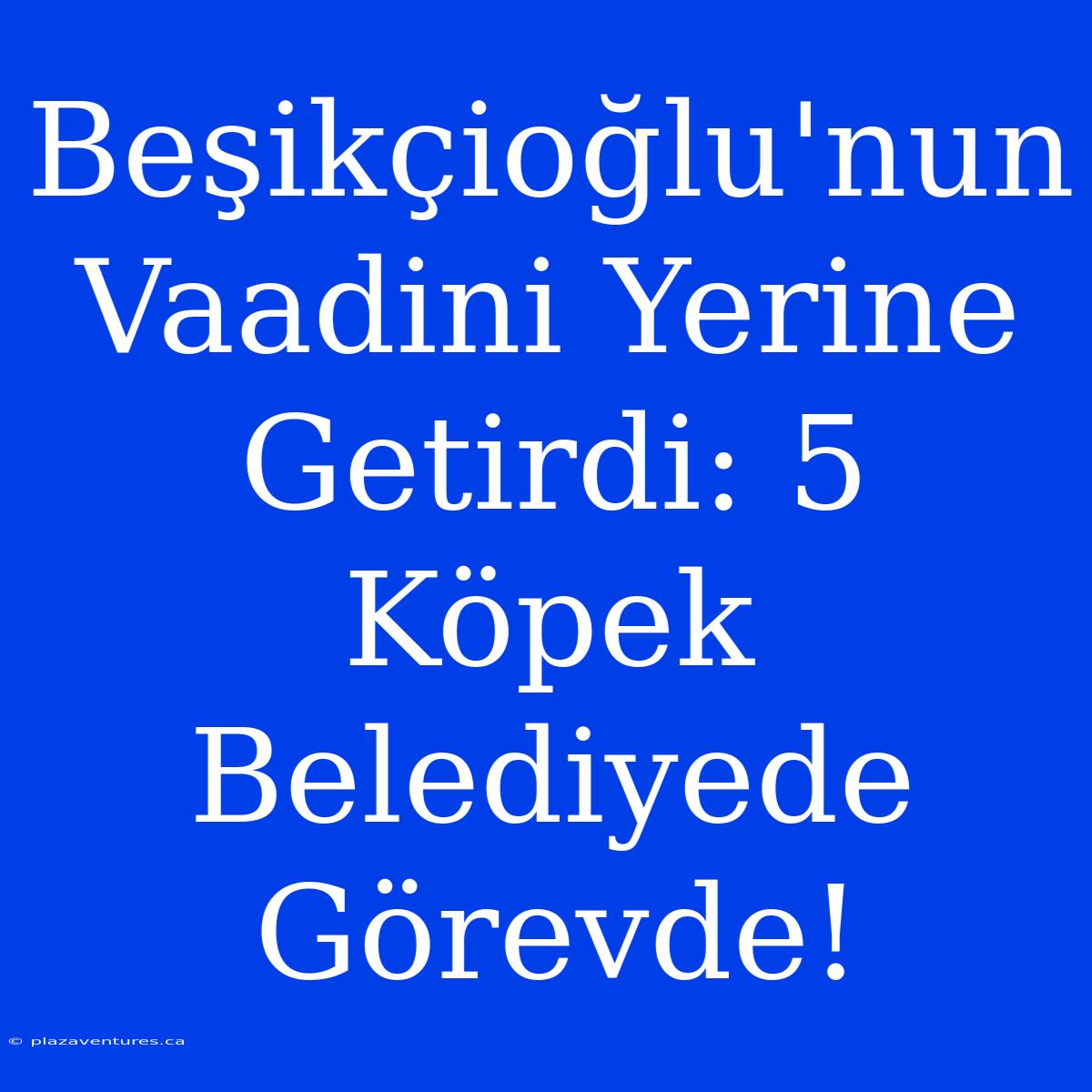 Beşikçioğlu'nun Vaadini Yerine Getirdi: 5 Köpek Belediyede Görevde!