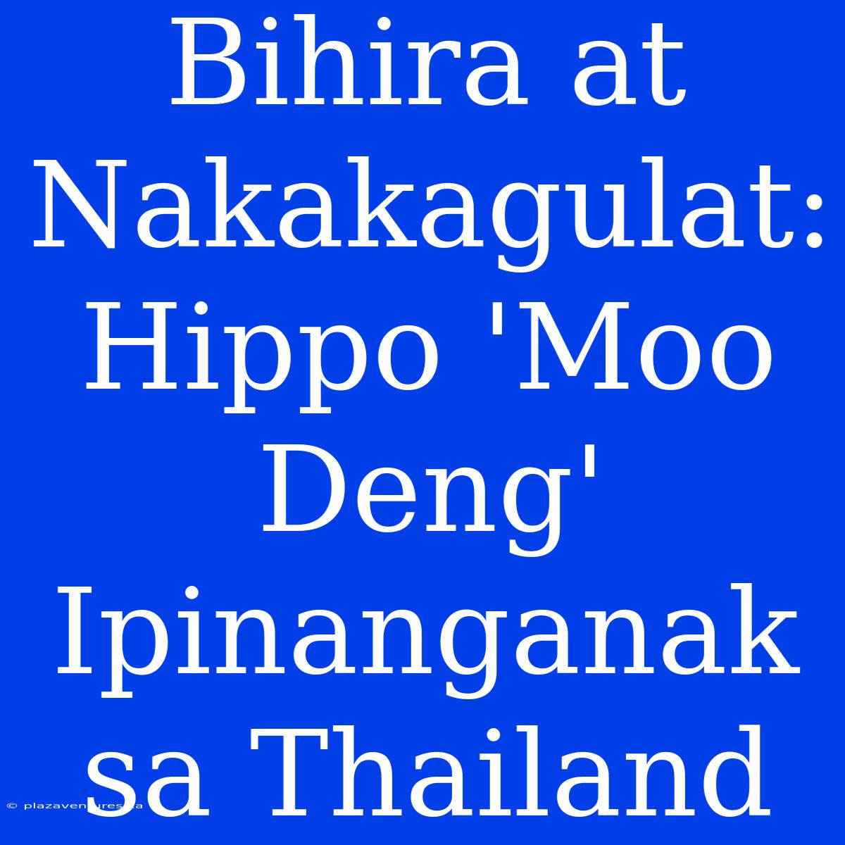 Bihira At Nakakagulat: Hippo 'Moo Deng' Ipinanganak Sa Thailand