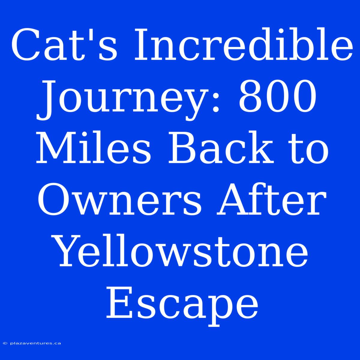 Cat's Incredible Journey: 800 Miles Back To Owners After Yellowstone Escape