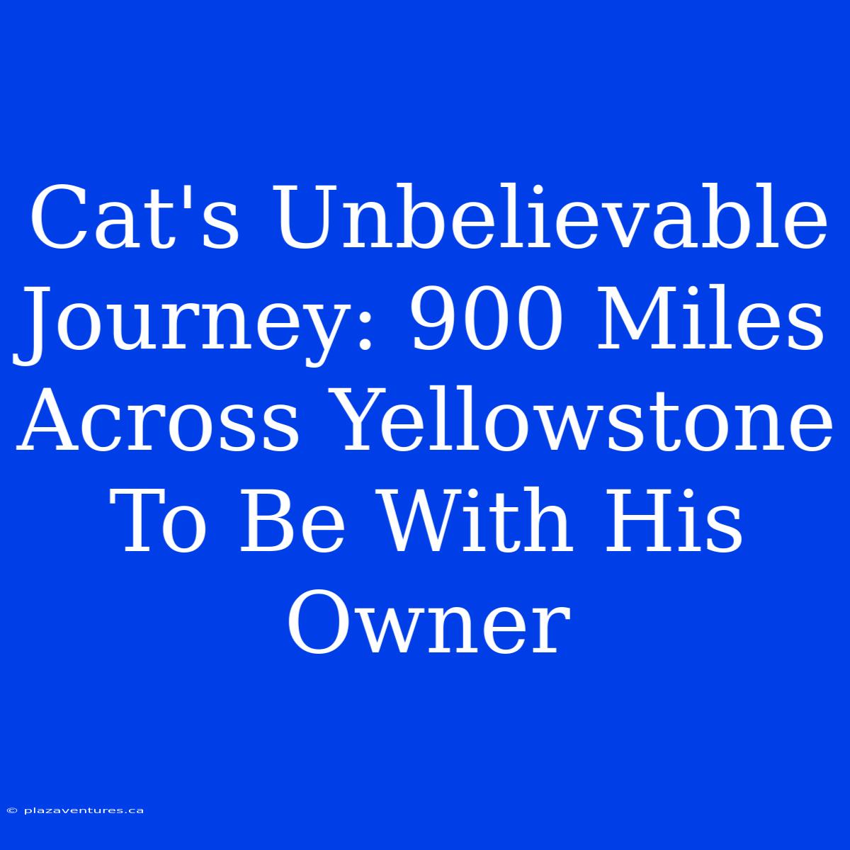 Cat's Unbelievable Journey: 900 Miles Across Yellowstone To Be With His Owner