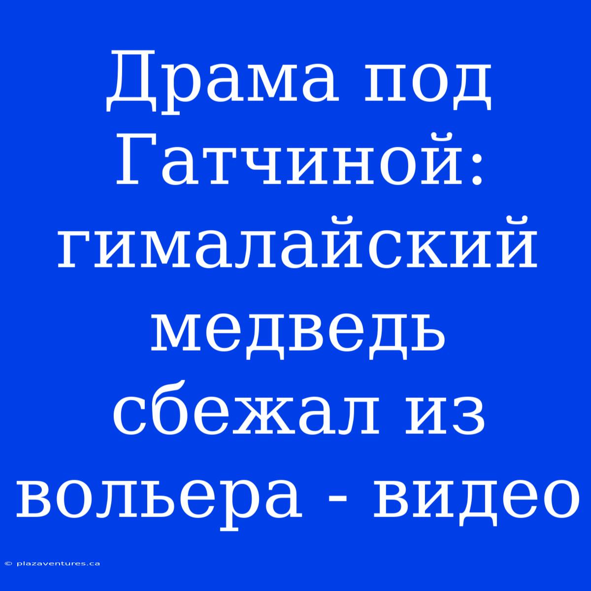 Драма Под Гатчиной: Гималайский Медведь Сбежал Из Вольера - Видео