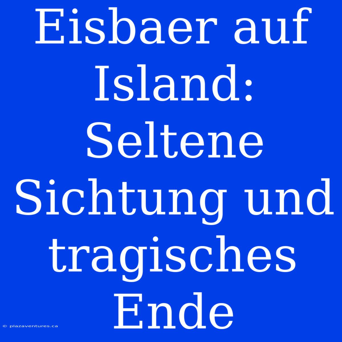 Eisbaer Auf Island: Seltene Sichtung Und Tragisches Ende