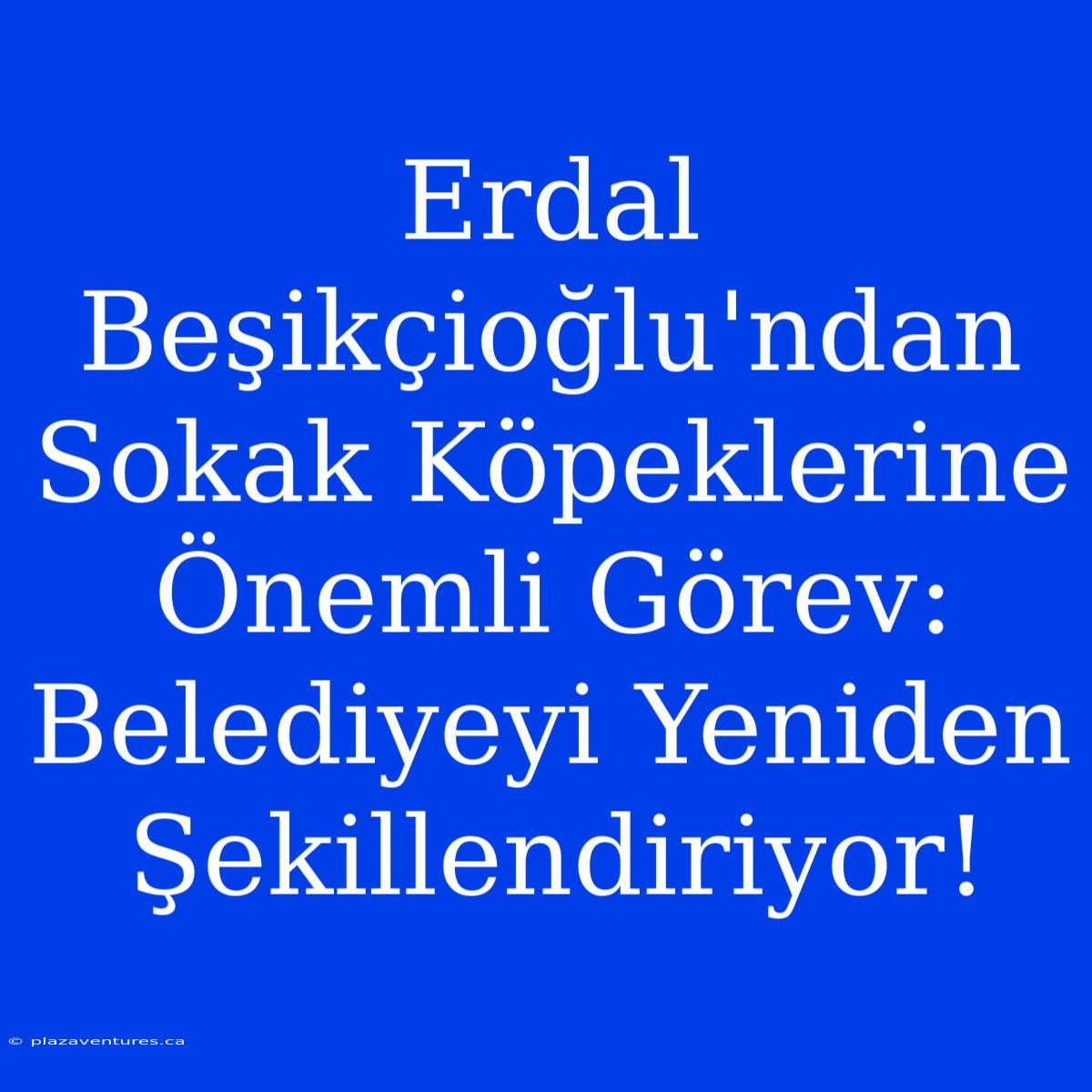 Erdal Beşikçioğlu'ndan Sokak Köpeklerine Önemli Görev: Belediyeyi Yeniden Şekillendiriyor!