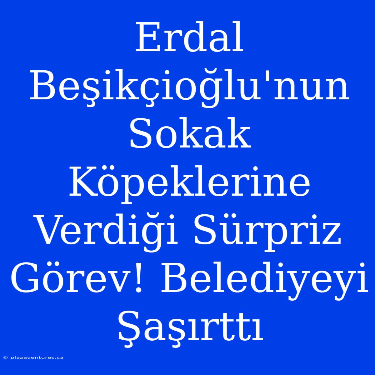 Erdal Beşikçioğlu'nun Sokak Köpeklerine Verdiği Sürpriz Görev! Belediyeyi Şaşırttı