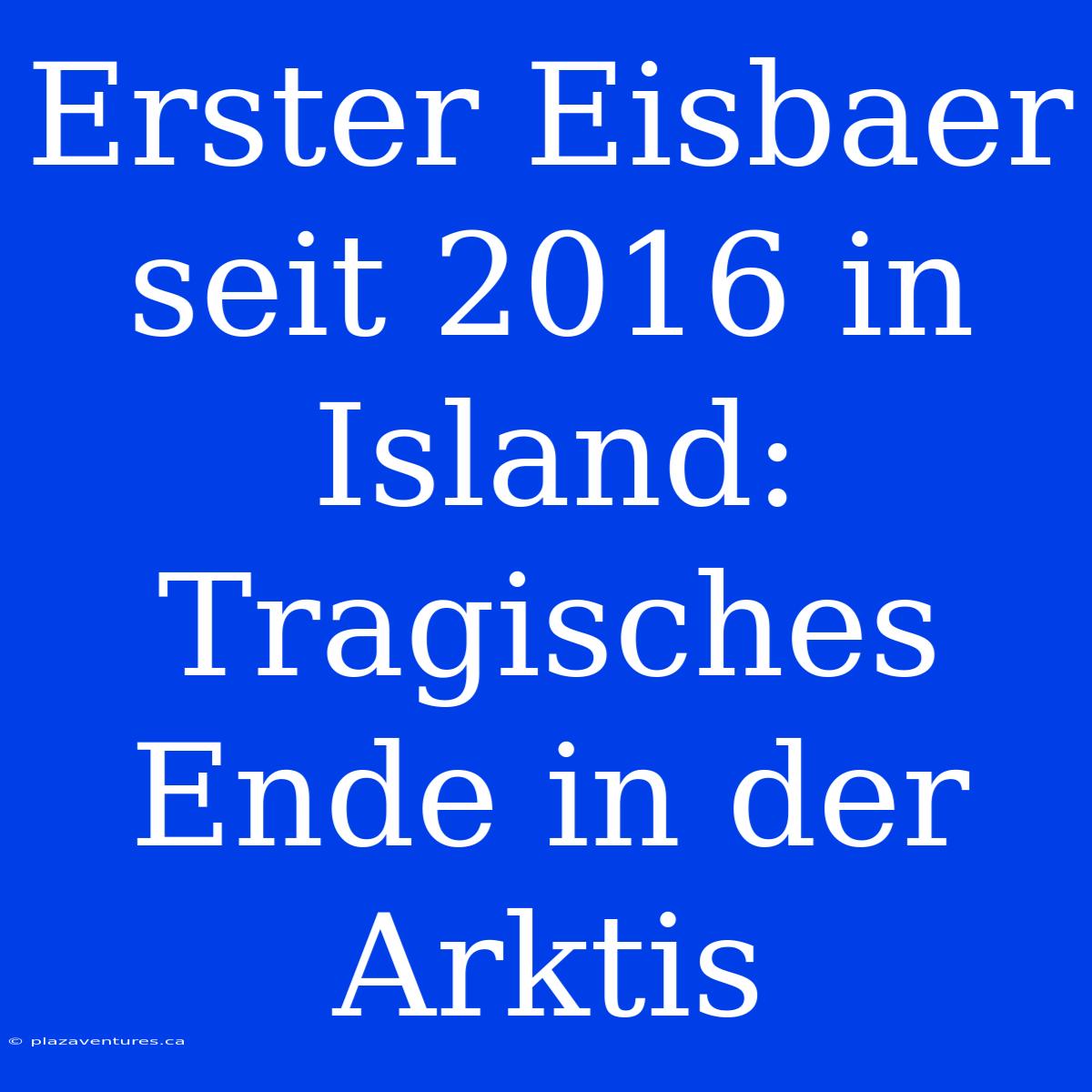 Erster Eisbaer Seit 2016 In Island: Tragisches Ende In Der Arktis