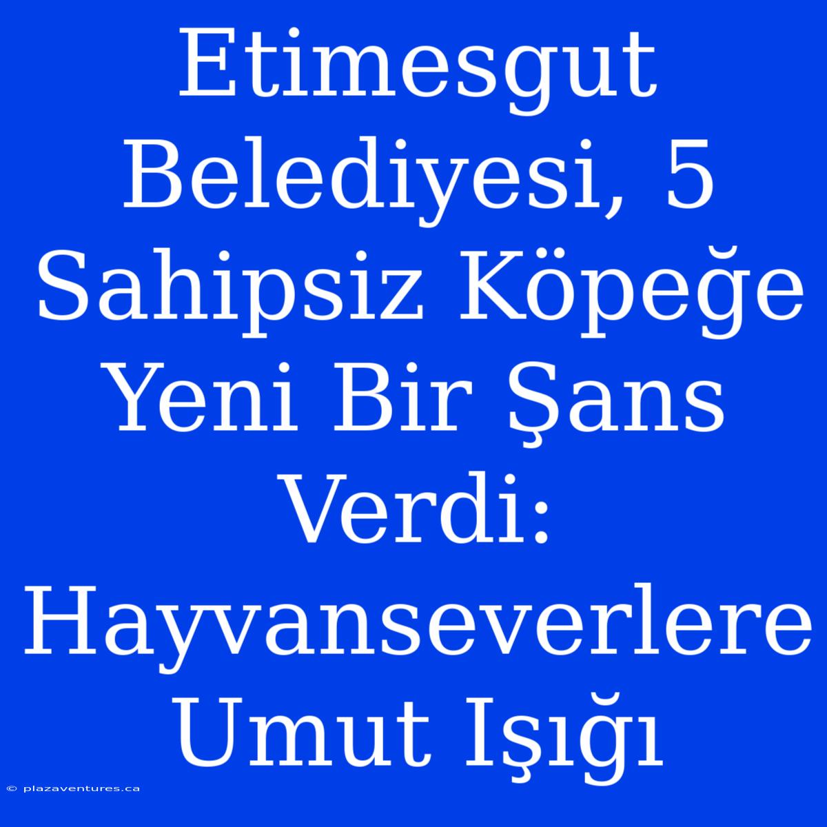 Etimesgut Belediyesi, 5 Sahipsiz Köpeğe Yeni Bir Şans Verdi: Hayvanseverlere Umut Işığı