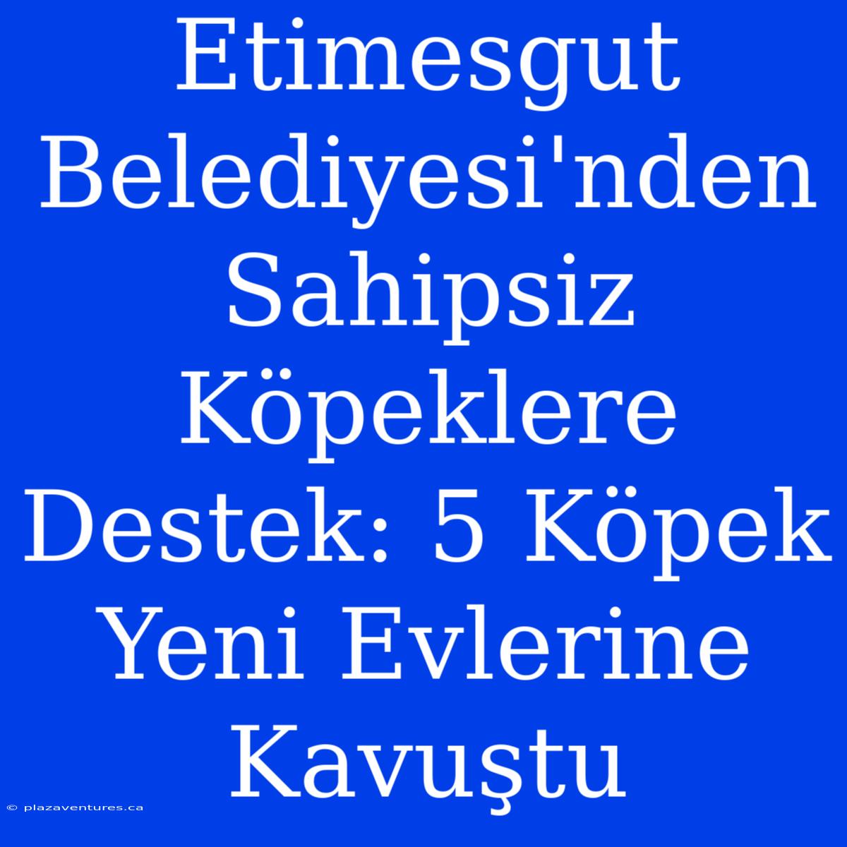 Etimesgut Belediyesi'nden Sahipsiz Köpeklere Destek: 5 Köpek Yeni Evlerine Kavuştu