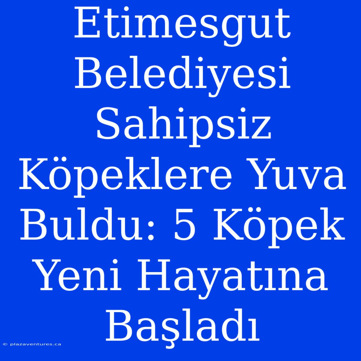 Etimesgut Belediyesi Sahipsiz Köpeklere Yuva Buldu: 5 Köpek Yeni Hayatına Başladı