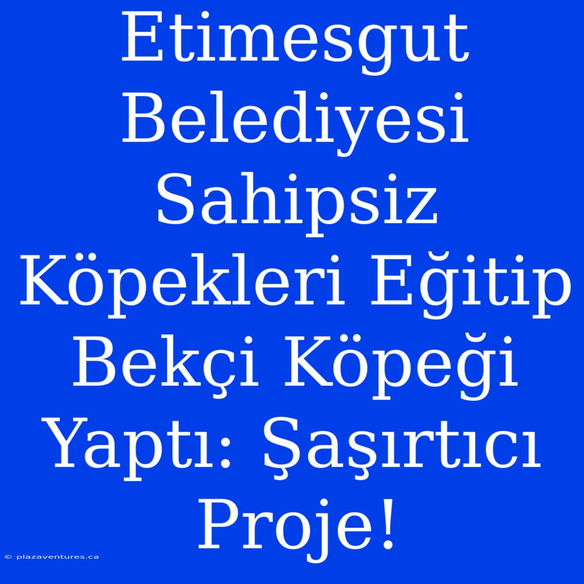 Etimesgut Belediyesi Sahipsiz Köpekleri Eğitip Bekçi Köpeği Yaptı: Şaşırtıcı Proje!