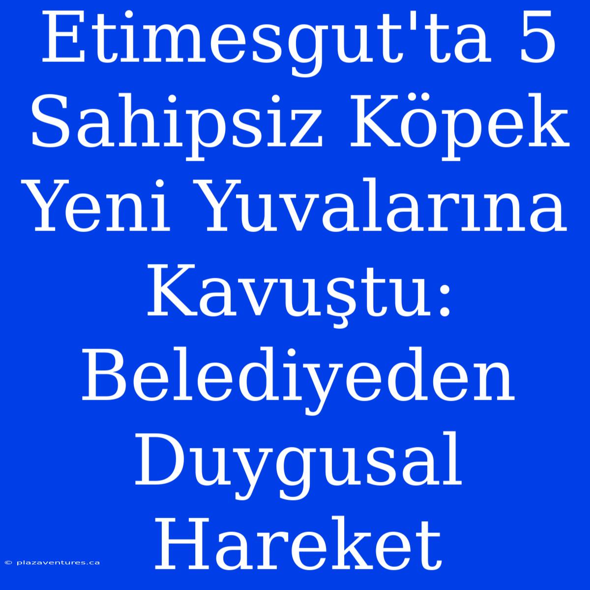 Etimesgut'ta 5 Sahipsiz Köpek Yeni Yuvalarına Kavuştu: Belediyeden Duygusal Hareket