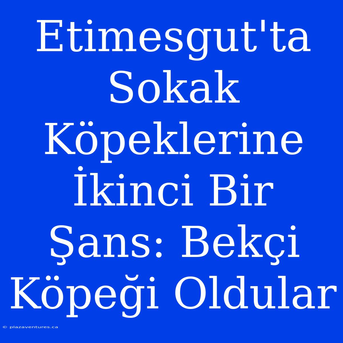 Etimesgut'ta Sokak Köpeklerine İkinci Bir Şans: Bekçi Köpeği Oldular