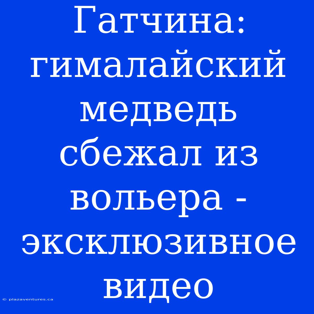 Гатчина: Гималайский Медведь Сбежал Из Вольера - Эксклюзивное Видео