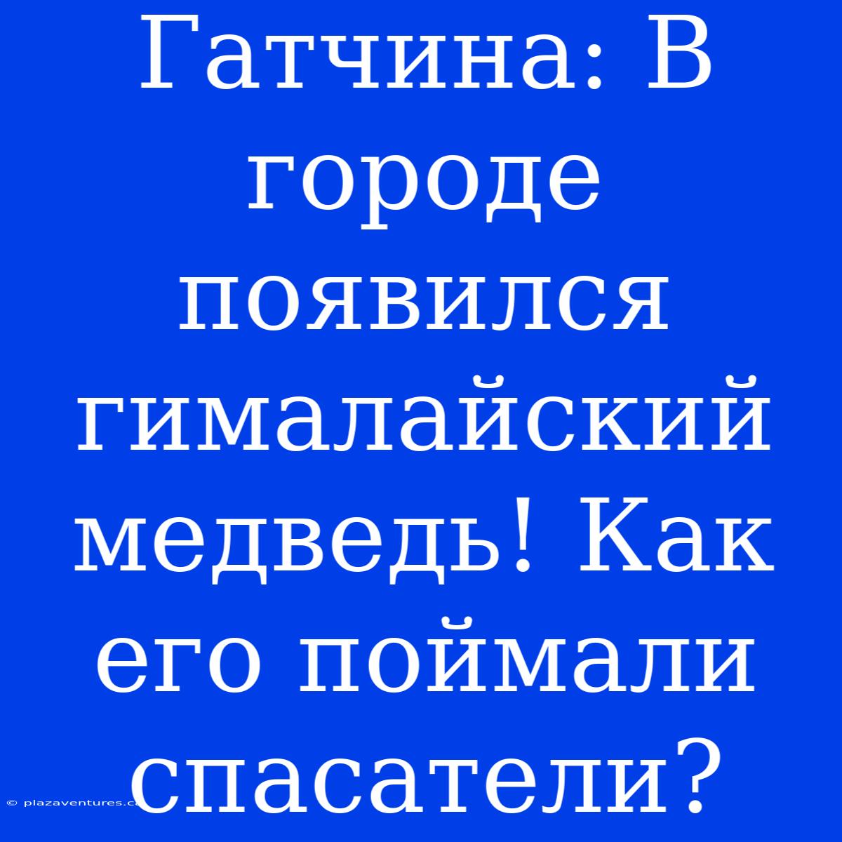 Гатчина: В Городе Появился Гималайский Медведь! Как Его Поймали Спасатели?