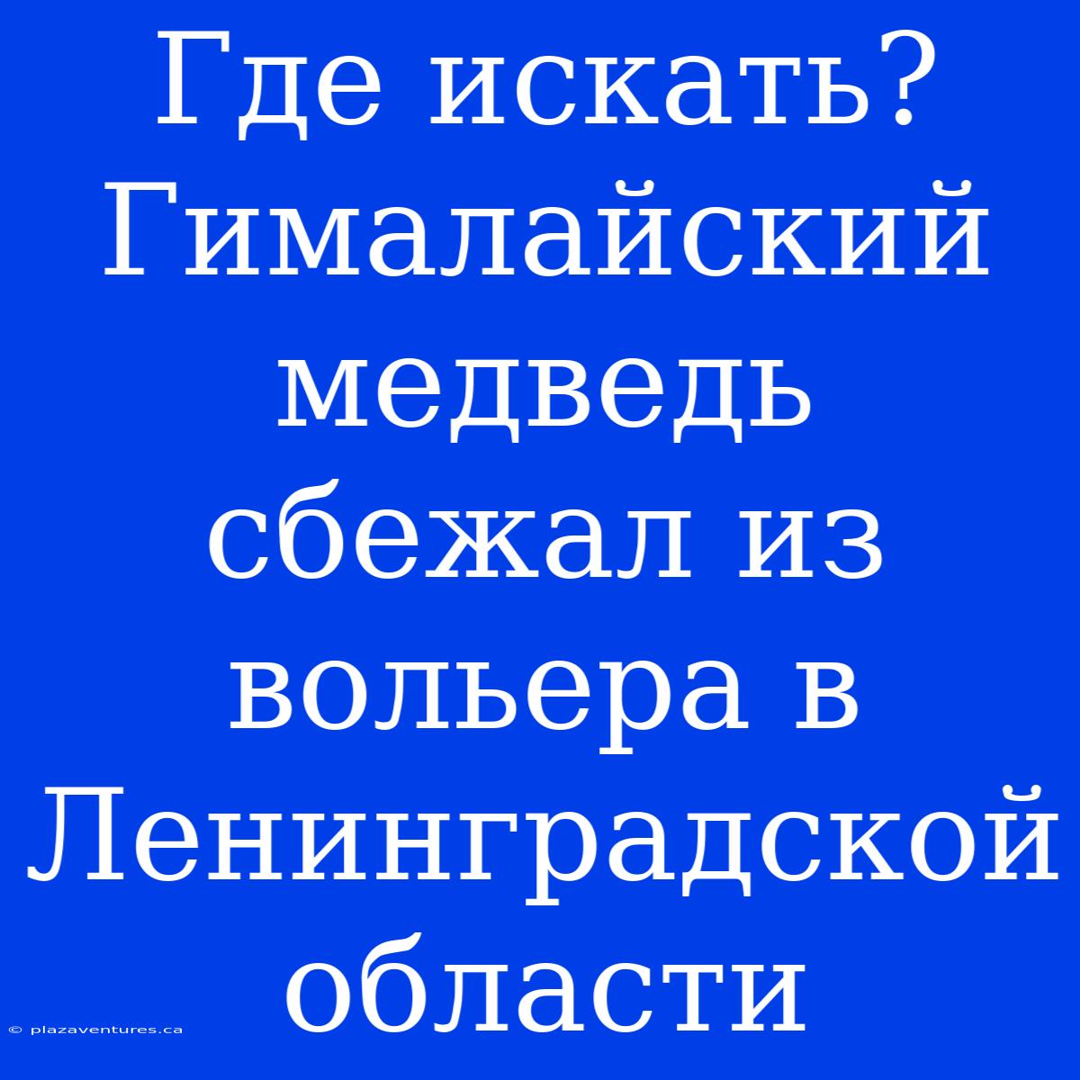 Где Искать? Гималайский Медведь Сбежал Из Вольера В Ленинградской Области