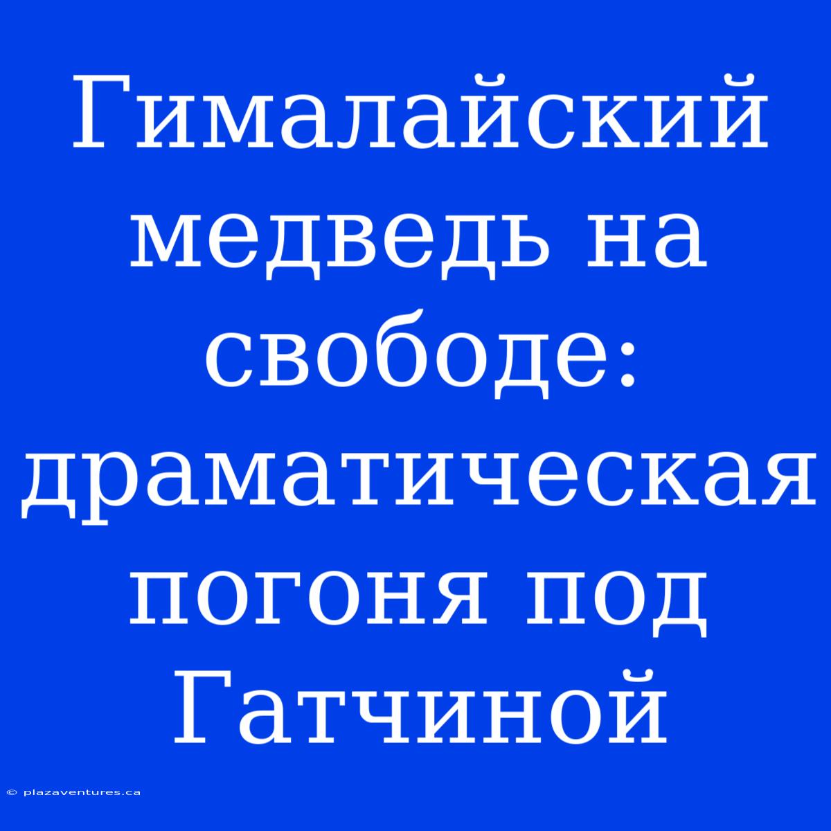 Гималайский Медведь На Свободе: Драматическая Погоня Под Гатчиной