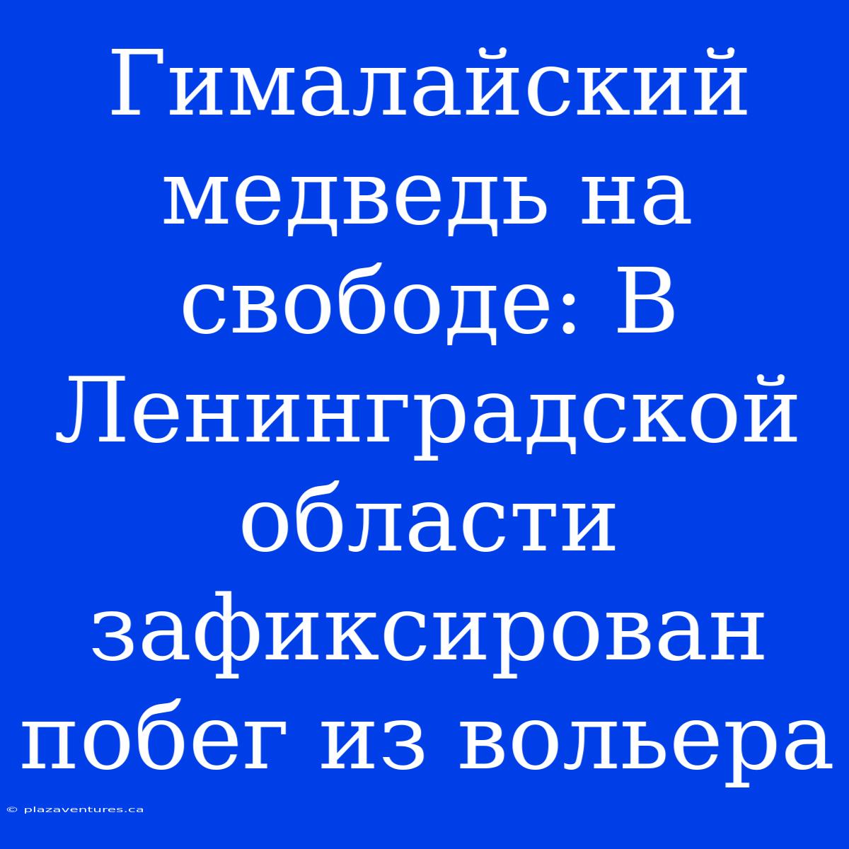 Гималайский Медведь На Свободе: В Ленинградской Области Зафиксирован Побег Из Вольера