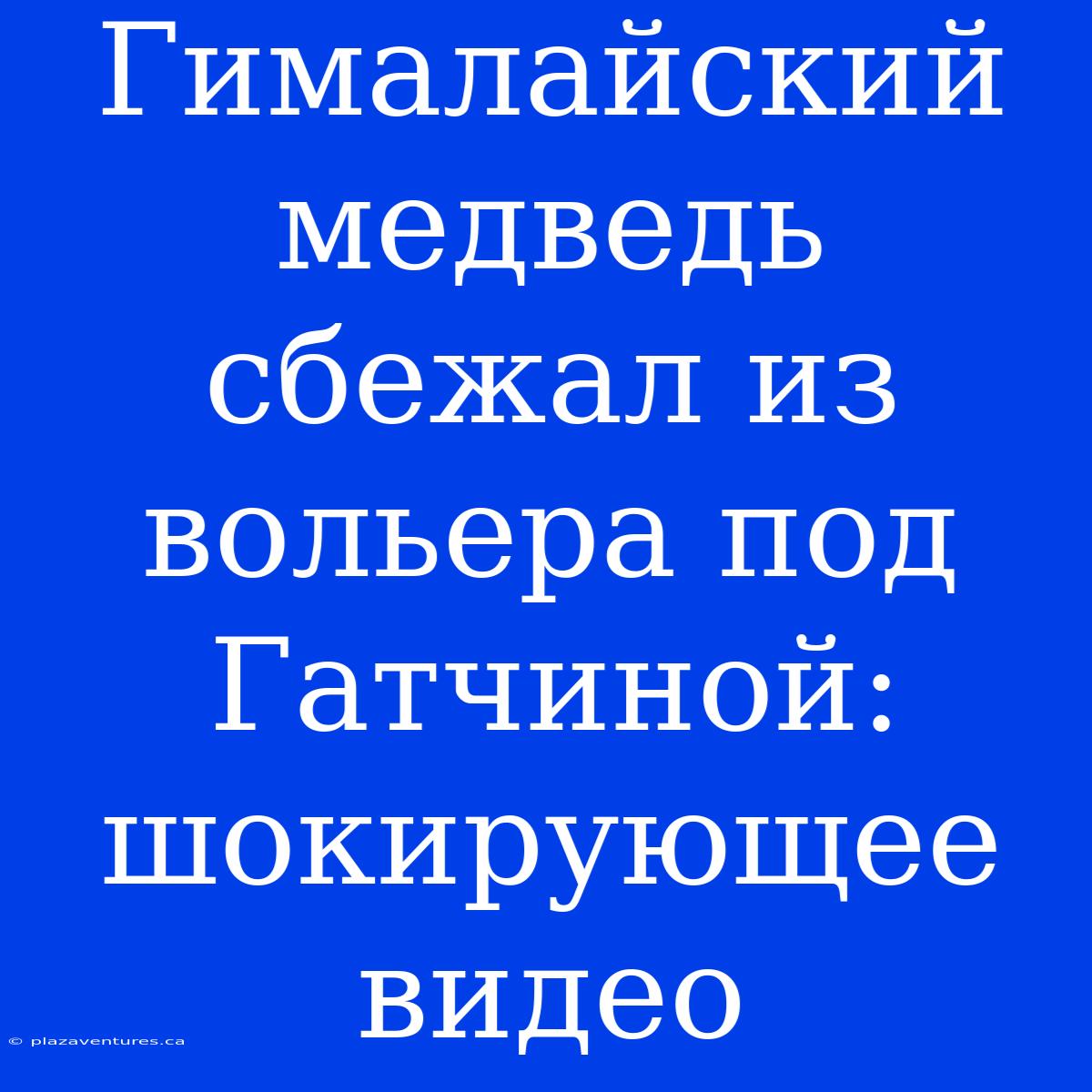 Гималайский Медведь Сбежал Из Вольера Под Гатчиной: Шокирующее Видео