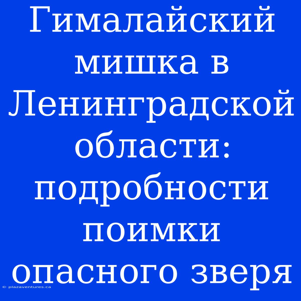 Гималайский Мишка В Ленинградской Области: Подробности Поимки Опасного Зверя