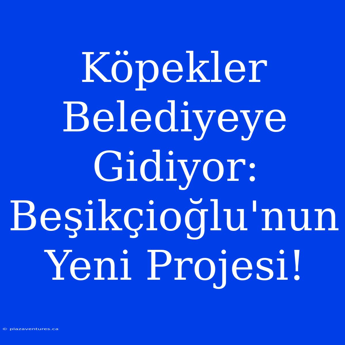 Köpekler Belediyeye Gidiyor: Beşikçioğlu'nun Yeni Projesi!