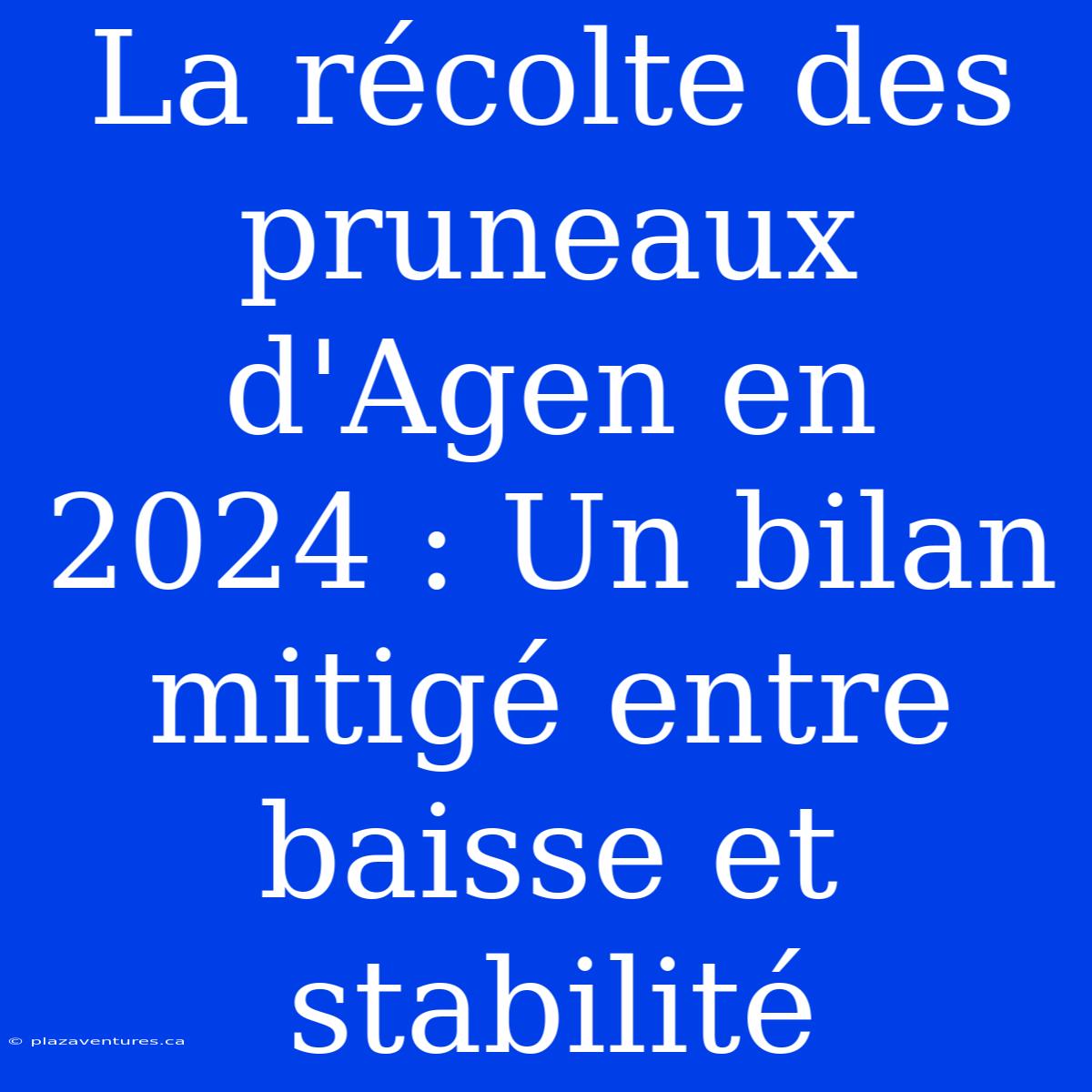 La Récolte Des Pruneaux D'Agen En 2024 : Un Bilan Mitigé Entre Baisse Et Stabilité