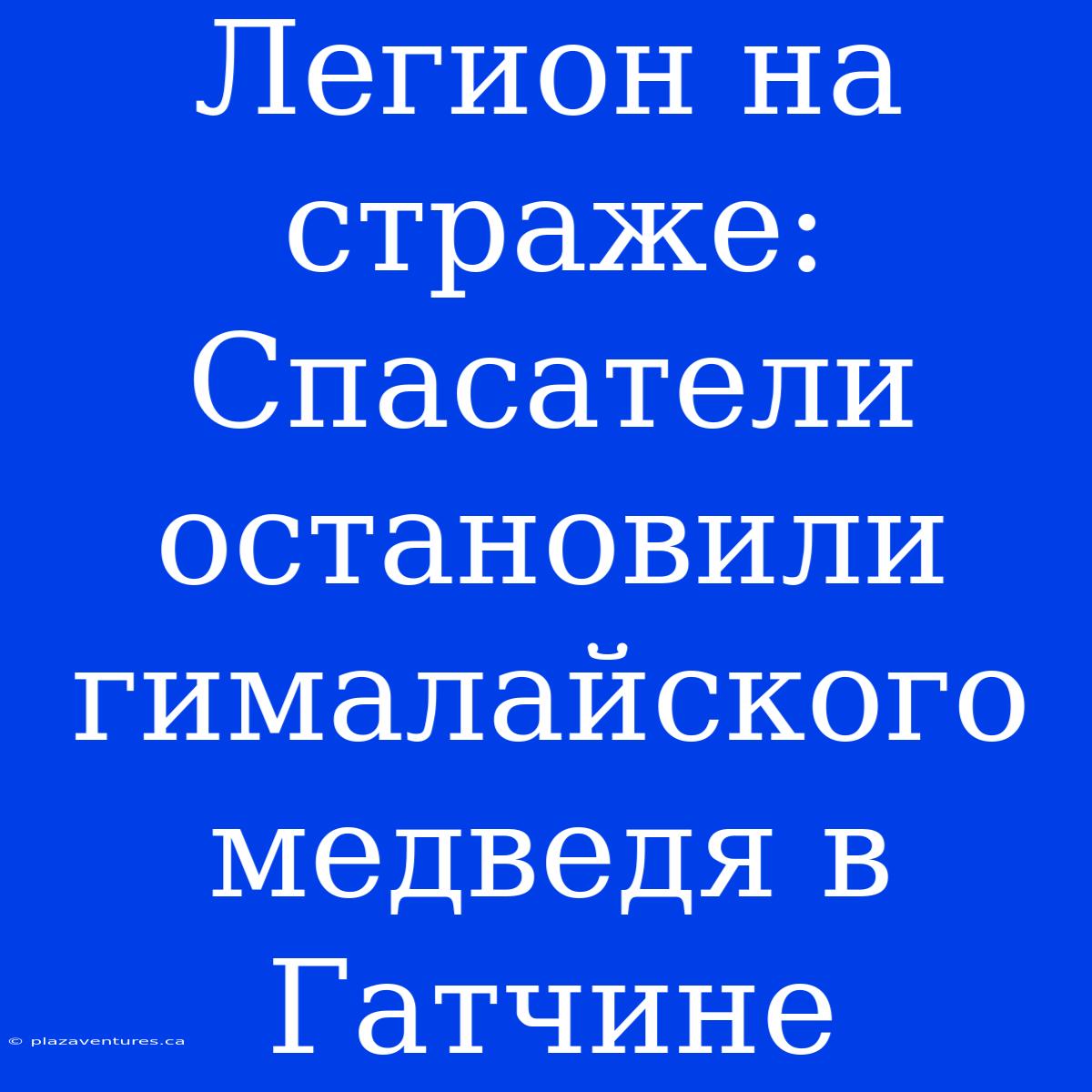 Легион На Страже: Спасатели Остановили Гималайского Медведя В Гатчине