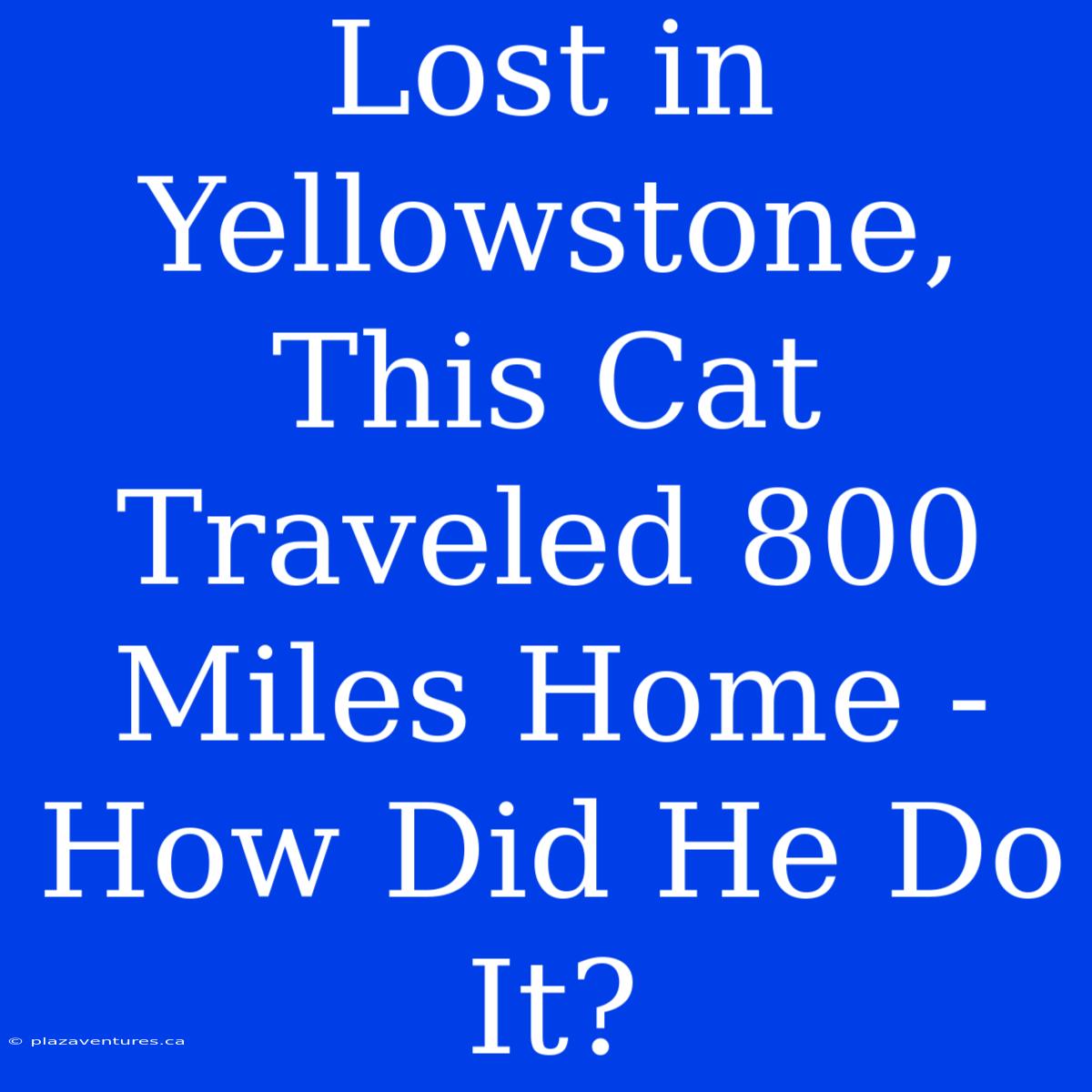 Lost In Yellowstone, This Cat Traveled 800 Miles Home - How Did He Do It?