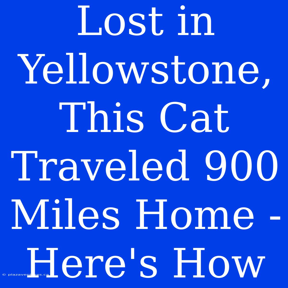 Lost In Yellowstone, This Cat Traveled 900 Miles Home - Here's How