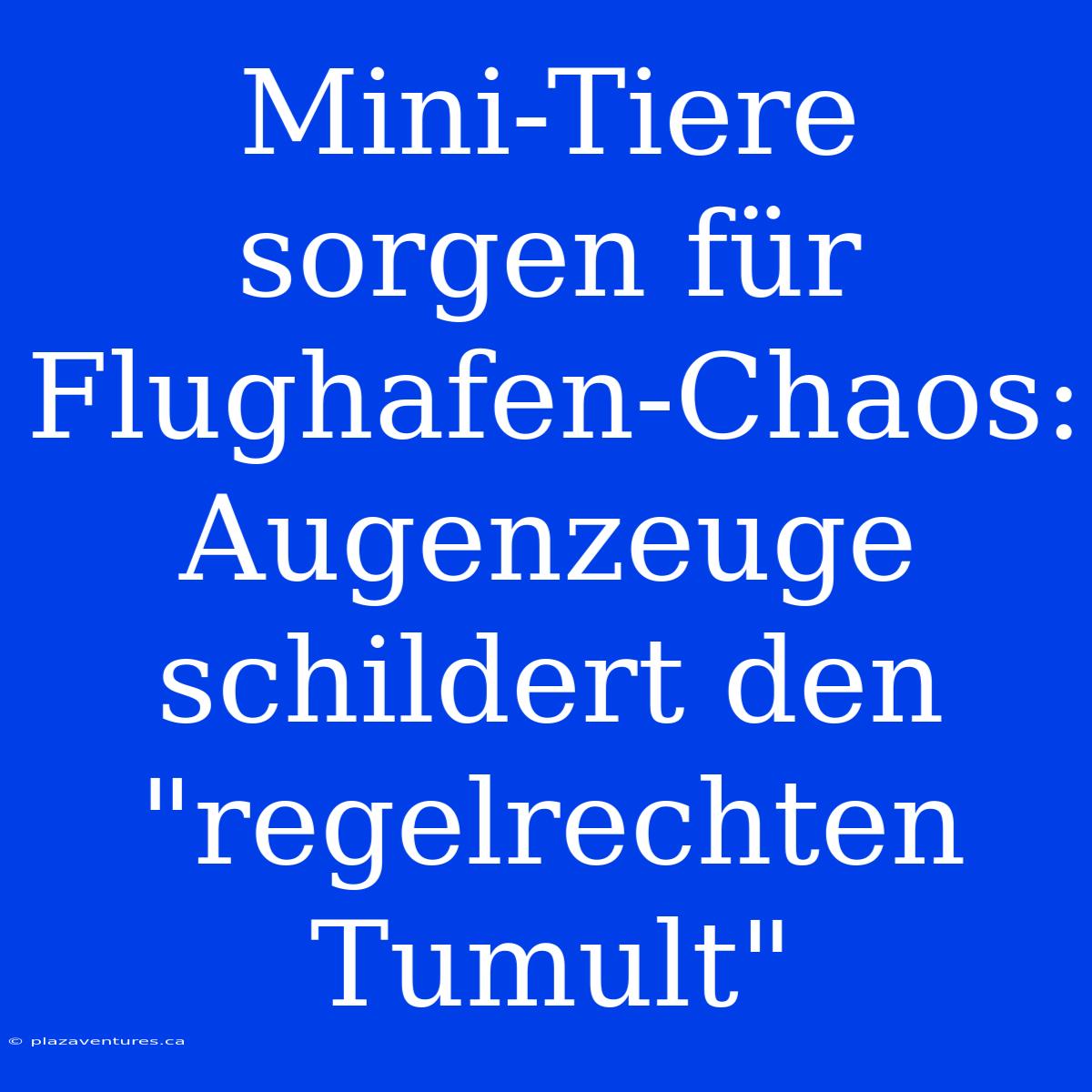 Mini-Tiere Sorgen Für Flughafen-Chaos: Augenzeuge Schildert Den 