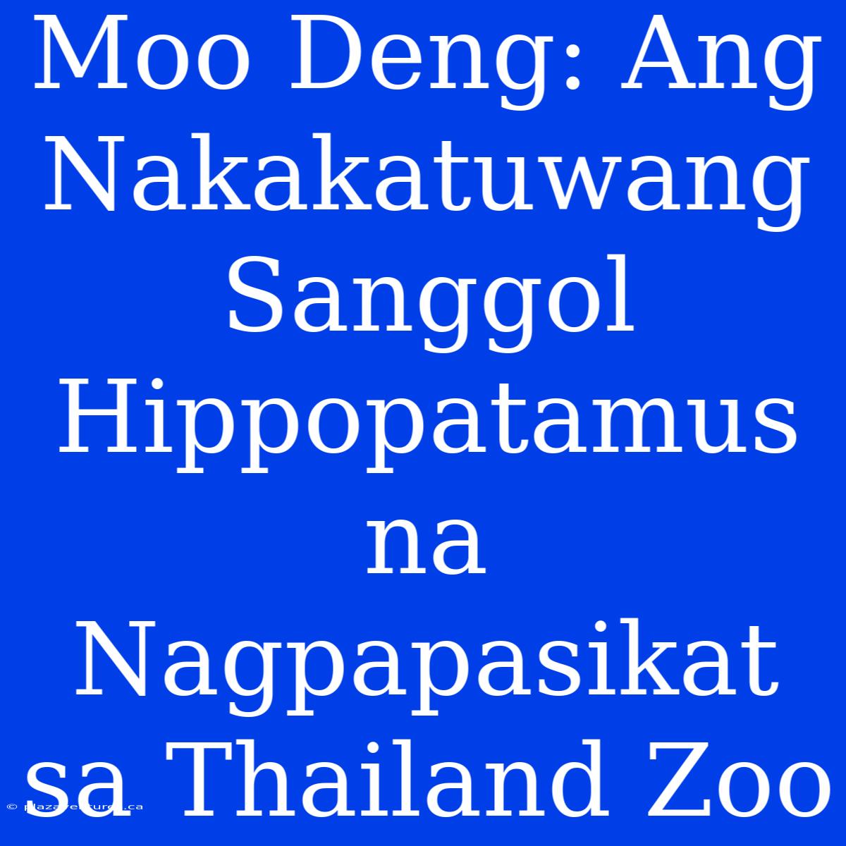 Moo Deng: Ang Nakakatuwang Sanggol Hippopatamus Na Nagpapasikat Sa Thailand Zoo