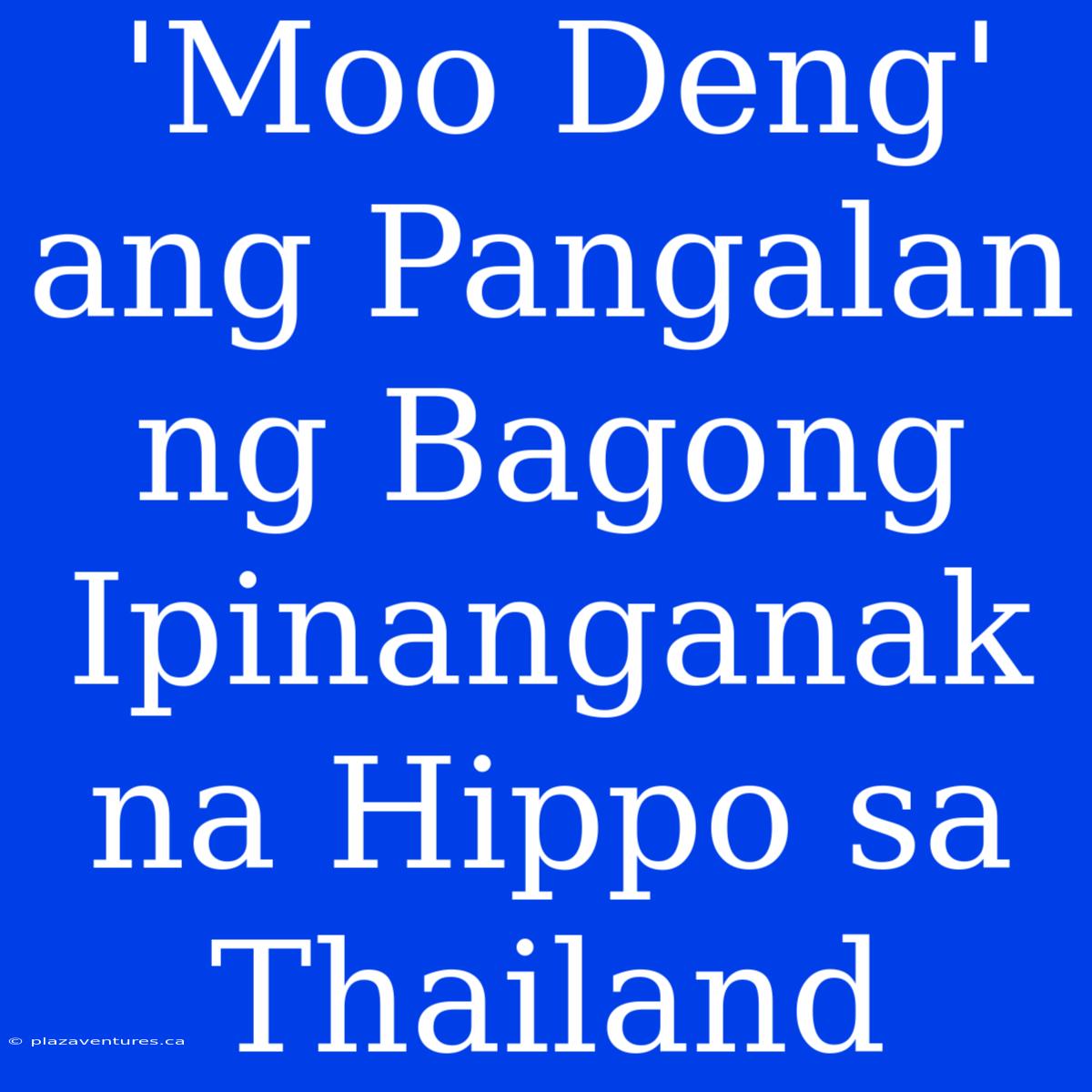 'Moo Deng' Ang Pangalan Ng Bagong Ipinanganak Na Hippo Sa Thailand