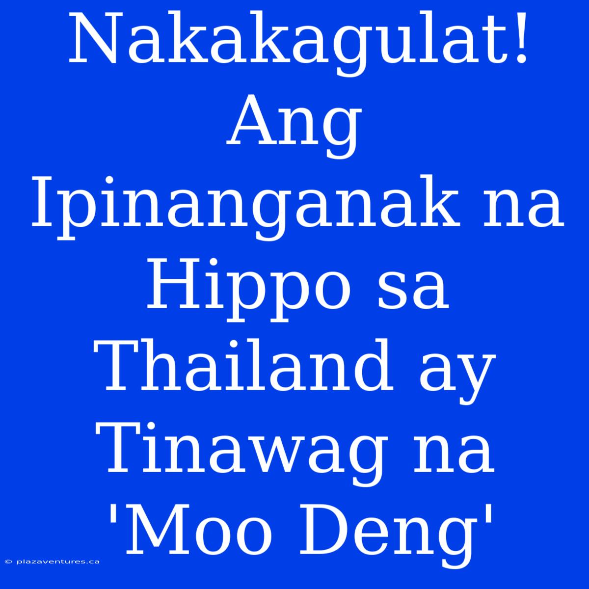 Nakakagulat! Ang Ipinanganak Na Hippo Sa Thailand Ay Tinawag Na 'Moo Deng'