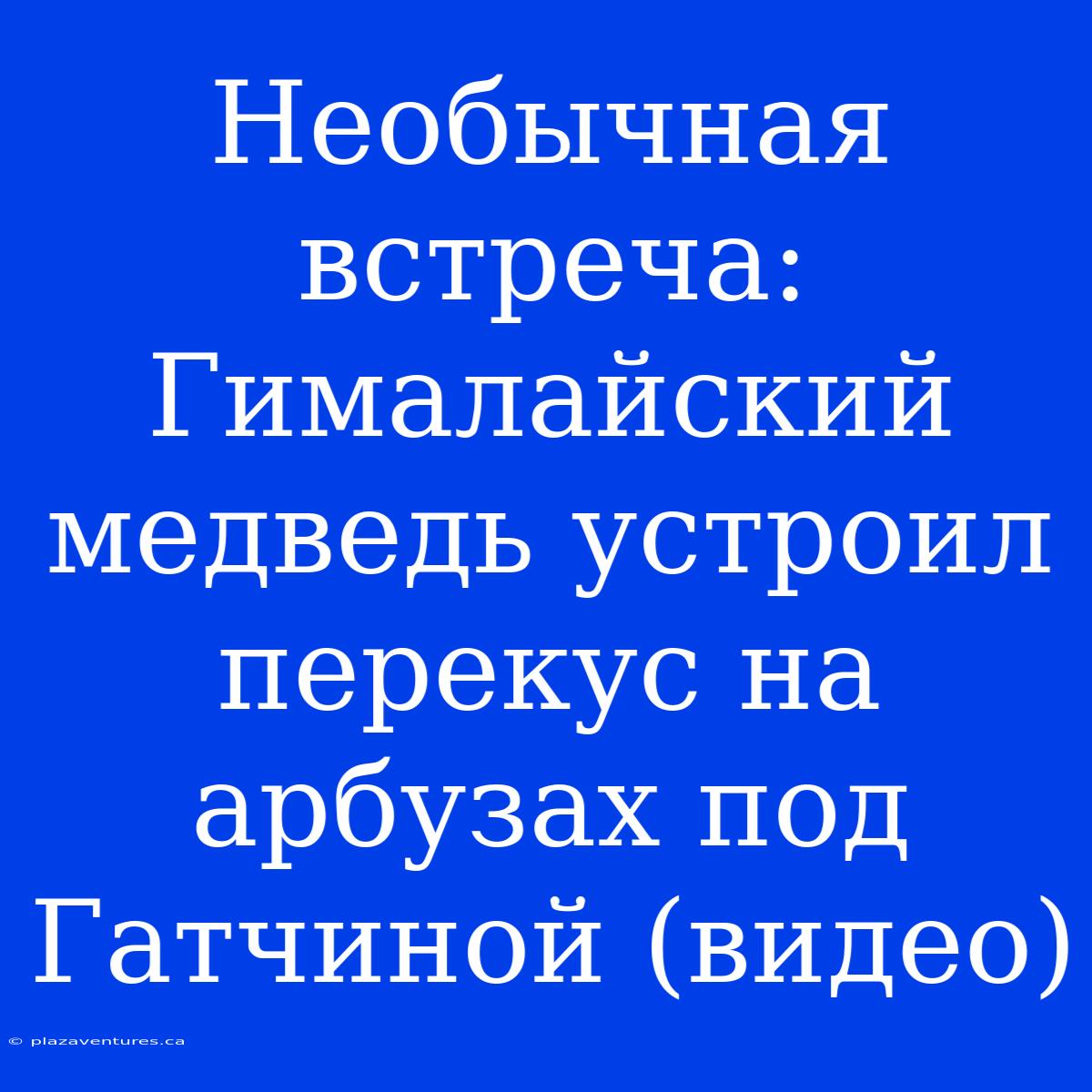 Необычная Встреча: Гималайский Медведь Устроил Перекус На Арбузах Под Гатчиной (видео)