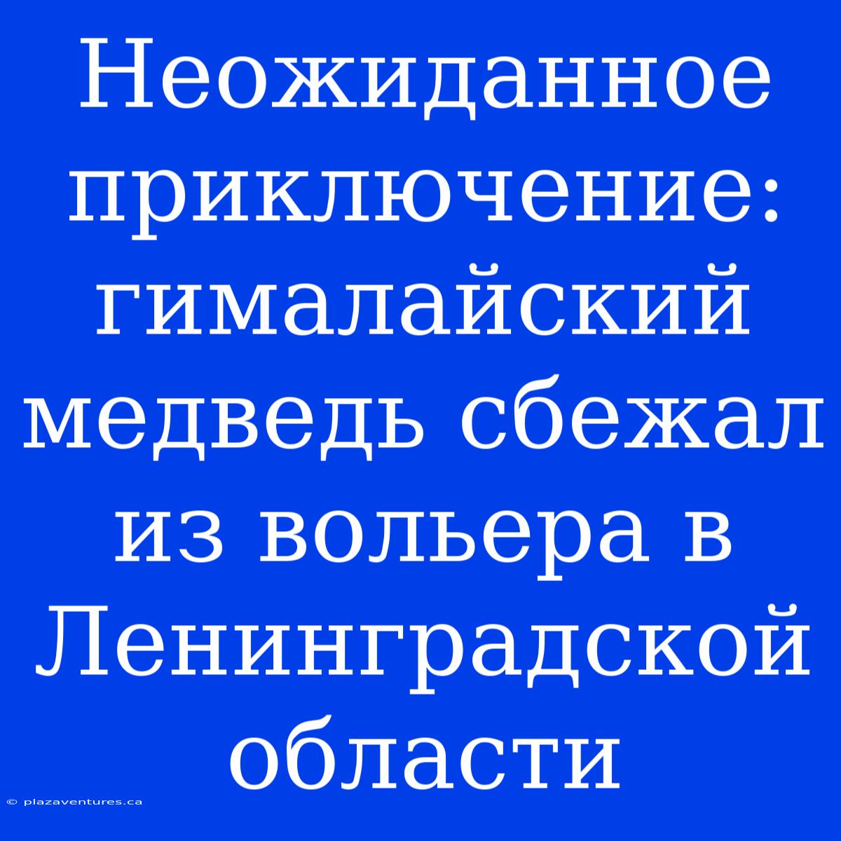 Неожиданное Приключение: Гималайский Медведь Сбежал Из Вольера В Ленинградской Области