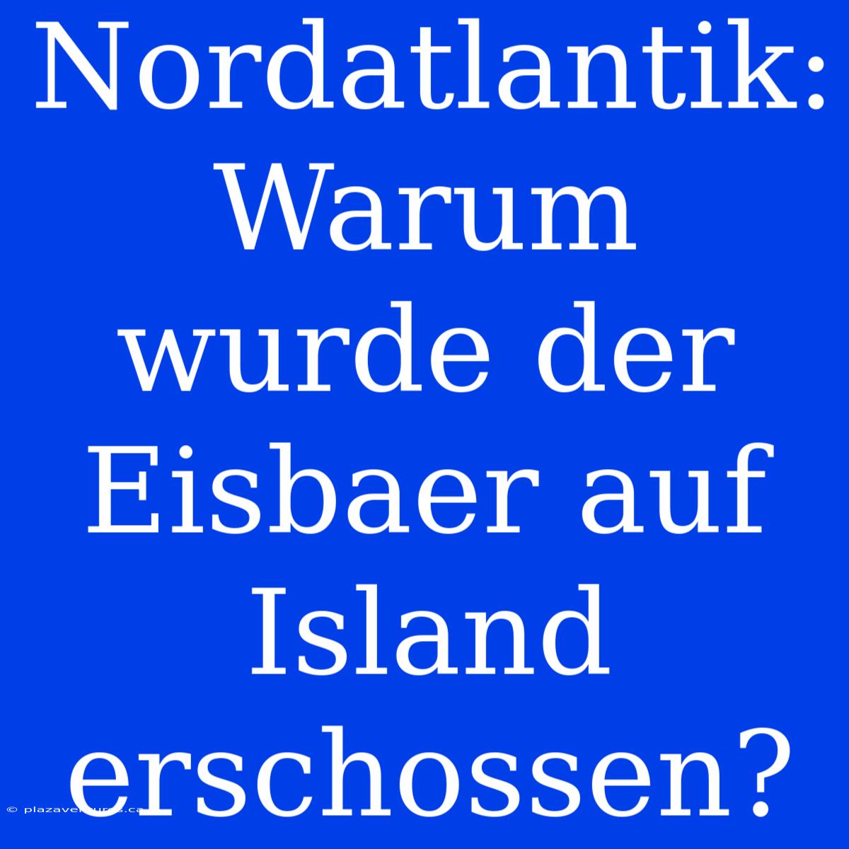 Nordatlantik: Warum Wurde Der Eisbaer Auf Island Erschossen?