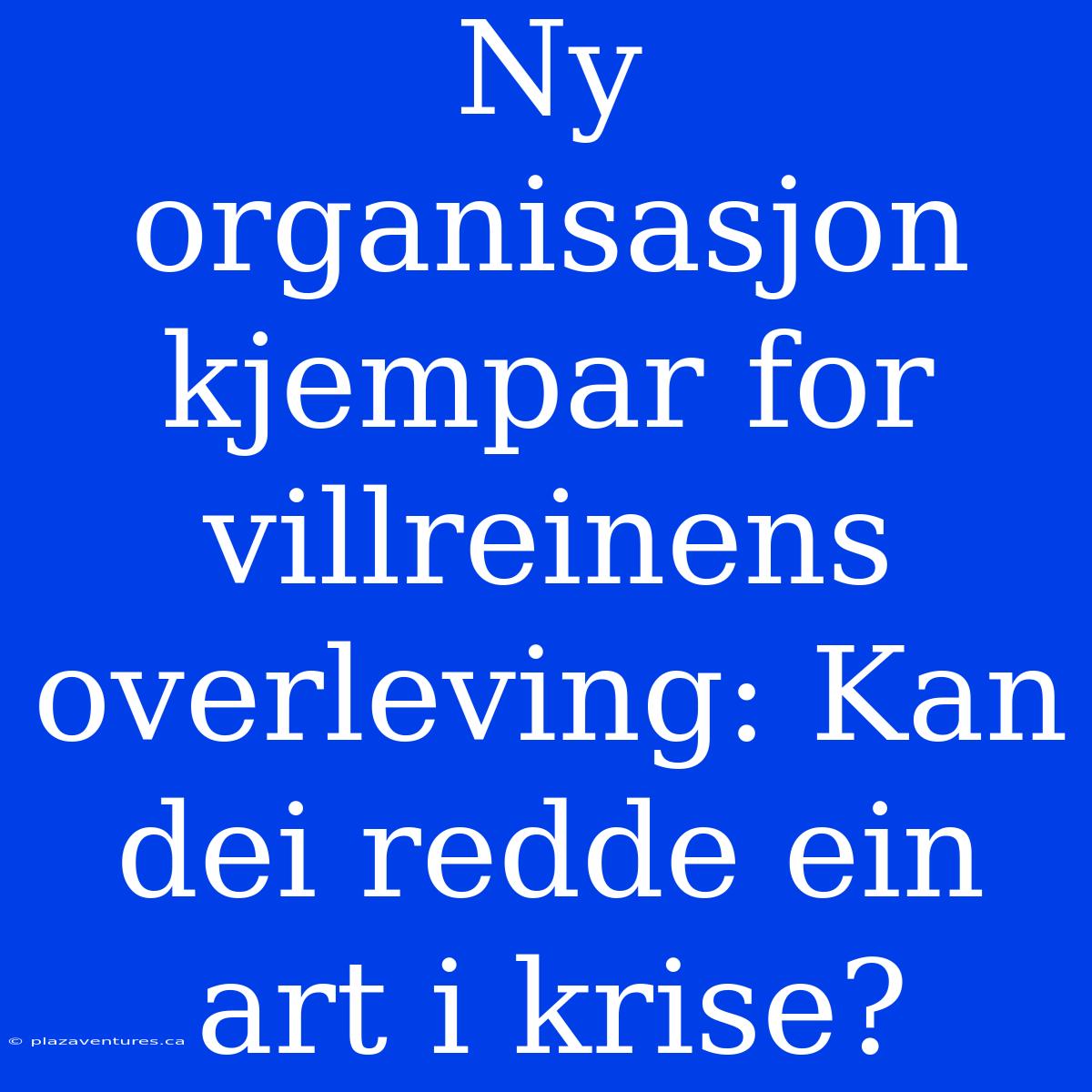 Ny Organisasjon Kjempar For Villreinens Overleving: Kan Dei Redde Ein Art I Krise?