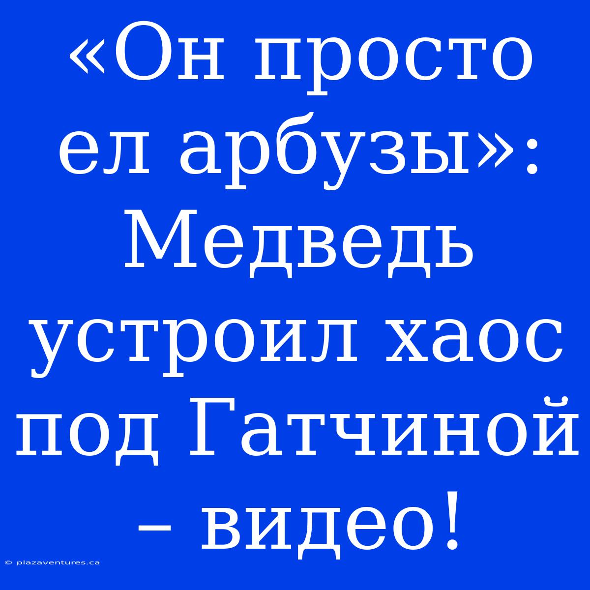 «Он Просто Ел Арбузы»: Медведь Устроил Хаос Под Гатчиной – Видео!