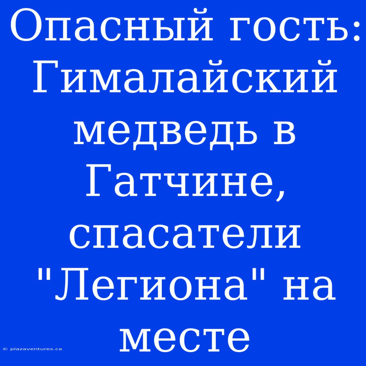 Опасный Гость: Гималайский Медведь В Гатчине, Спасатели 