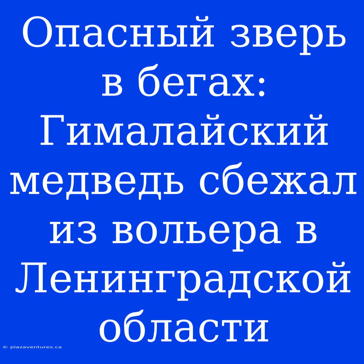 Опасный Зверь В Бегах: Гималайский Медведь Сбежал Из Вольера В Ленинградской Области