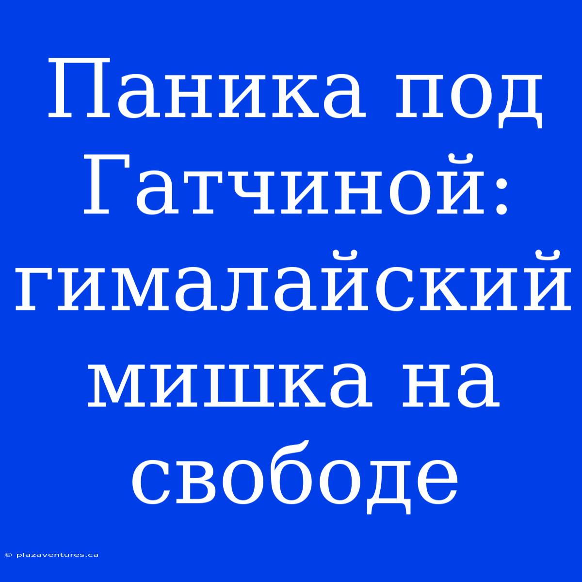 Паника Под Гатчиной: Гималайский Мишка На Свободе