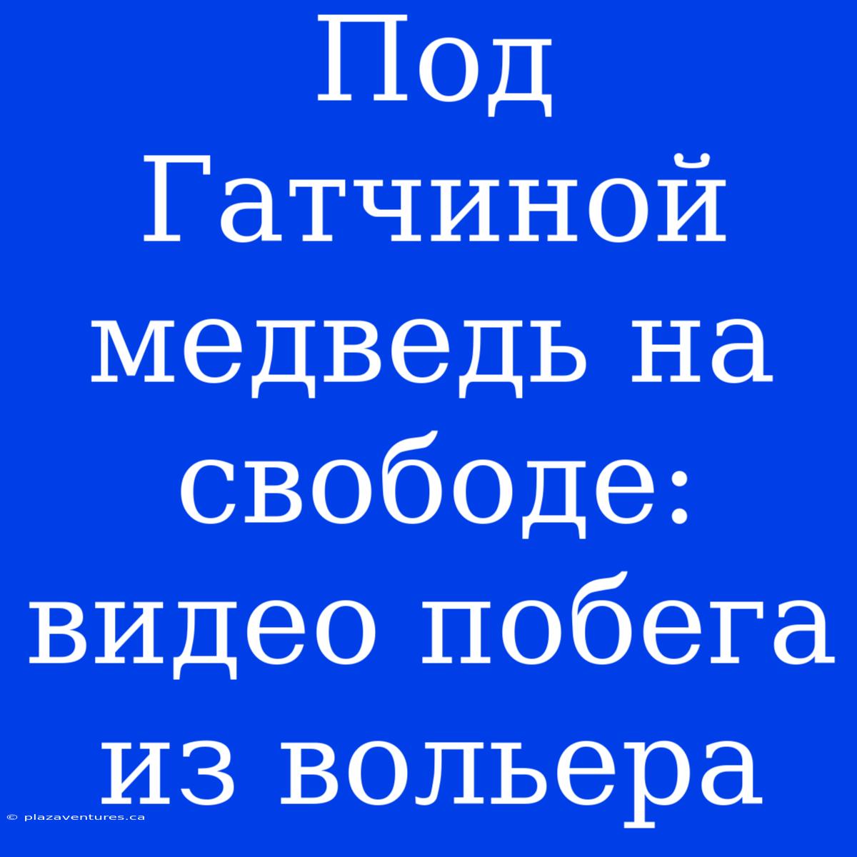 Под Гатчиной Медведь На Свободе: Видео Побега Из Вольера