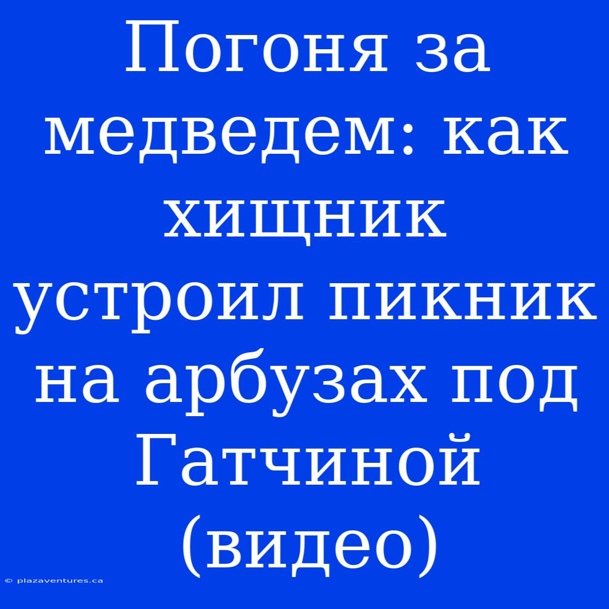 Погоня За Медведем: Как Хищник Устроил Пикник На Арбузах Под Гатчиной (видео)