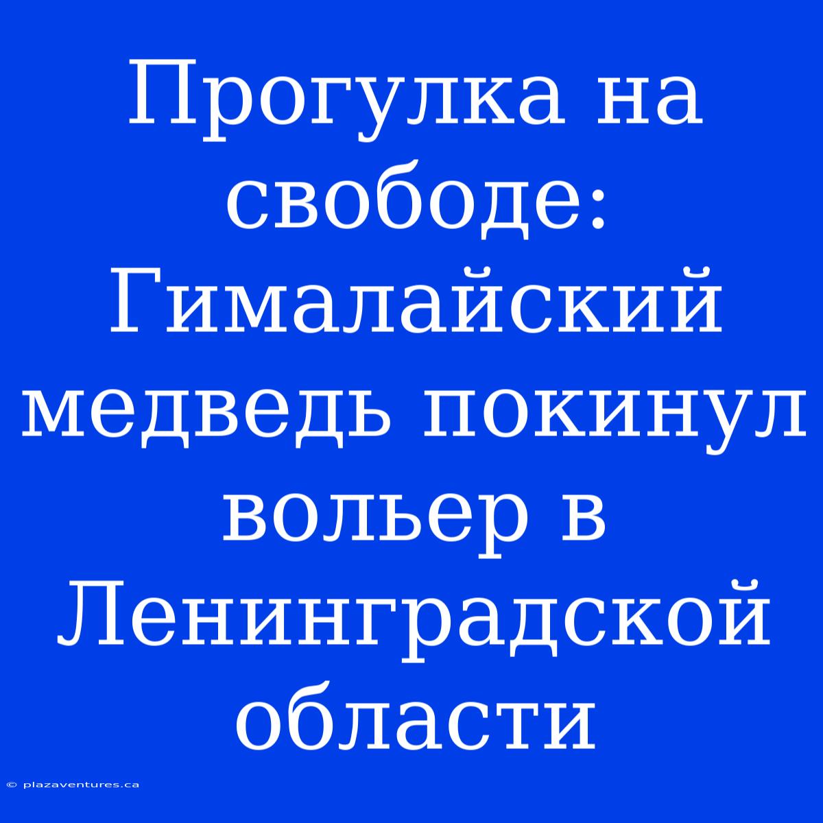 Прогулка На Свободе: Гималайский Медведь Покинул Вольер В Ленинградской Области